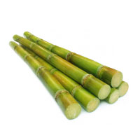 Sugarcane