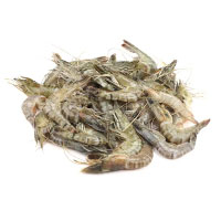 Shrimp Mediam Size